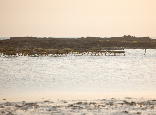 Transgourmet - Moules et Huîtres de Gouville-sur-Mer Transgourmet Origine Transgourmet - Moules et Huîtres de Gouville-sur-Mer Transgourmet Origine