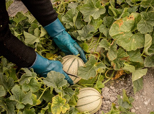 Melon Charentais IGP du Haut Poitou - Transgourmet Origine