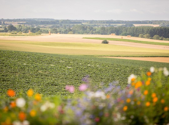 Melon Charentais IGP du Haut Poitou - Transgourmet Origine