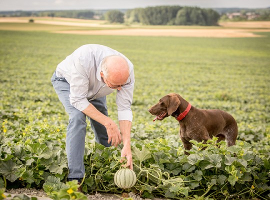 Melon Charentais IGP du Haut Poitou - Transgourmet Origine
