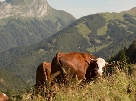 Tome des Bauges AOP de Savoie - Transgourmet Origine