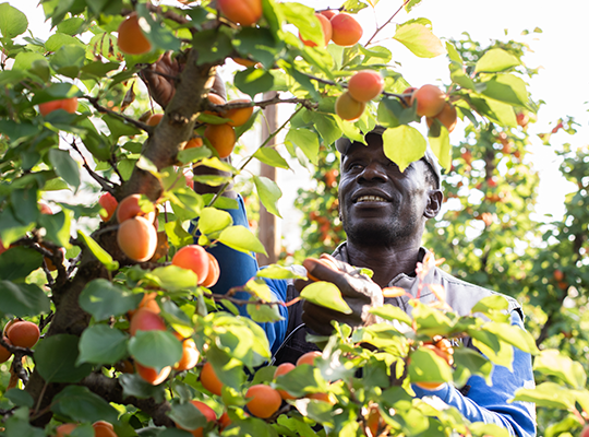 Transgourmet | Transgourmet - Abricots et cerises