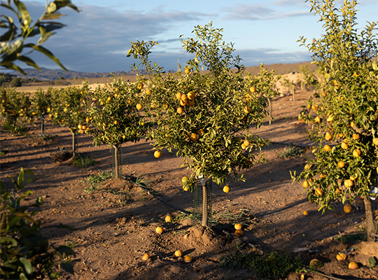 Transgourmet | Transgourmet Origine - Les citrons biodynamiques d’Andalousie