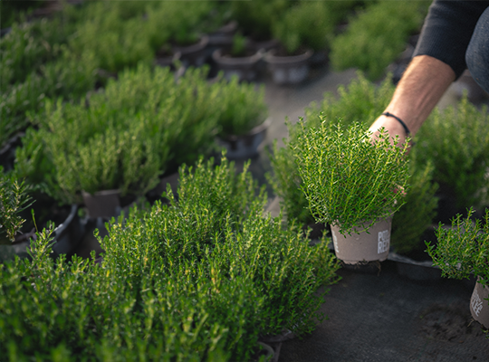 Transgourmet | Transgourmet Origine - Les herbes aromatiques de Provence
