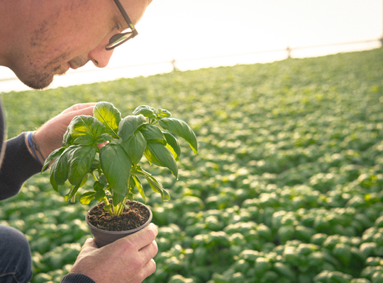 Transgourmet | Transgourmet Origine - Les herbes aromatiques de Provence