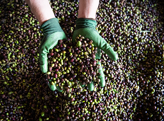 Transgourmet - Huile d'olives de la vallée ensoleillée du Roussillon Transgourmet - Huile d'olives de la vallée ensoleillée du Roussillon