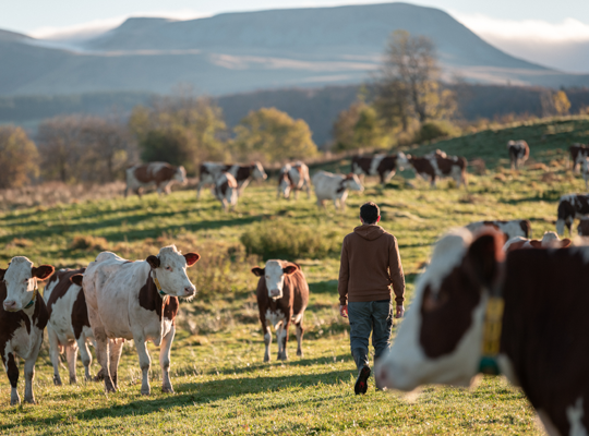 Transgourmet | Transgourmet Origine - Saint Nectaire laitier AOP des Monts d'Auvergne Transgourmet | Transgourmet Origine - Saint Nectaire laitier AOP des Monts d'Auvergne