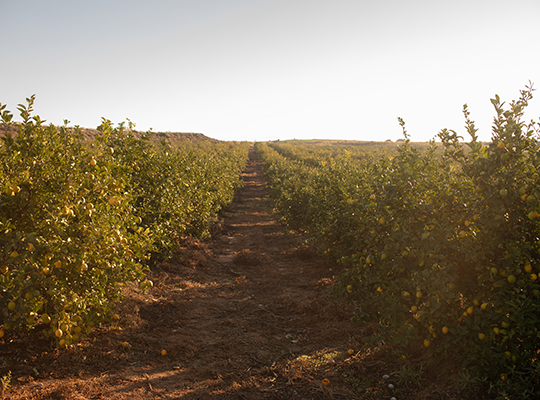 Transgourmet | Transgourmet Origine - Les citrons biodynamiques d’Andalousie