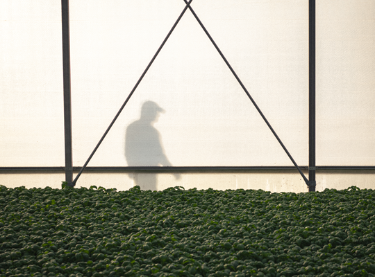 Transgourmet | Transgourmet Origine - Les herbes aromatiques de Provence