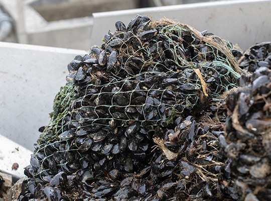 Transgourmet - Moules et Huîtres de Gouville-sur-Mer Transgourmet Origine Transgourmet - Moules et Huîtres de Gouville-sur-Mer Transgourmet Origine