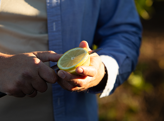 Transgourmet | Transgourmet Origine - Les citrons biodynamiques d’Andalousie