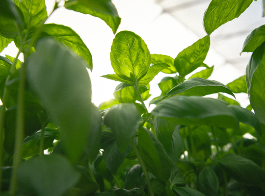 Transgourmet | Transgourmet Origine - Les herbes aromatiques de Provence