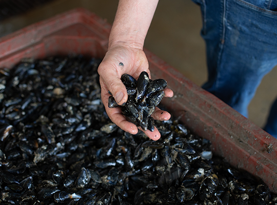 Transgourmet - Moules et Huîtres de Gouville-sur-Mer Transgourmet Origine Transgourmet - Moules et Huîtres de Gouville-sur-Mer Transgourmet Origine