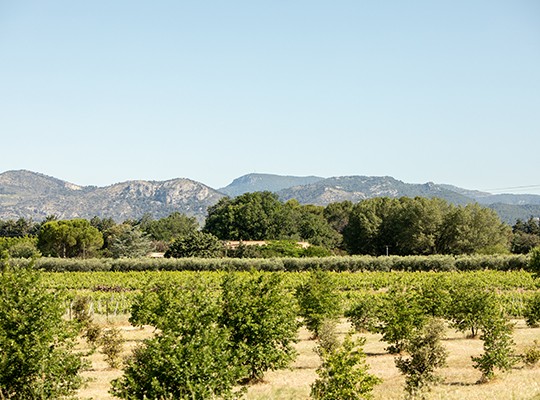 Transgourmet - Les melons de Cavaillon et les fraises de Carpentras Transgourmet - Les melons de Cavaillon et les fraises de Carpentras