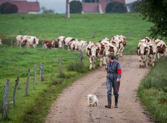 Comté AOP et Morbier AOP de Franche Comté - Transgourmet Origine