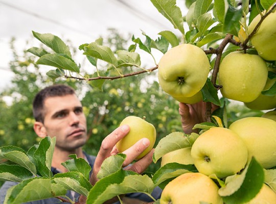 Pomme Golden Delicious rosée des Alpes - Transgourmet Origine