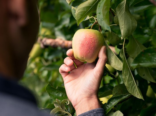 Pomme Golden Delicious rosée des Alpes - Transgourmet Origine