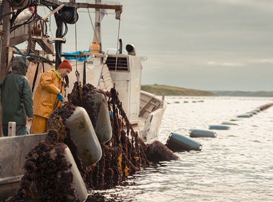 Moules bio d'Irlande de la famille Mulloy - Transgourmet Origine