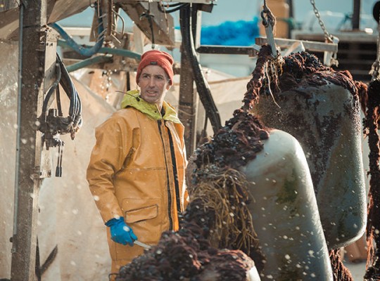 Moules bio d'Irlande de la famille Mulloy - Transgourmet Origine