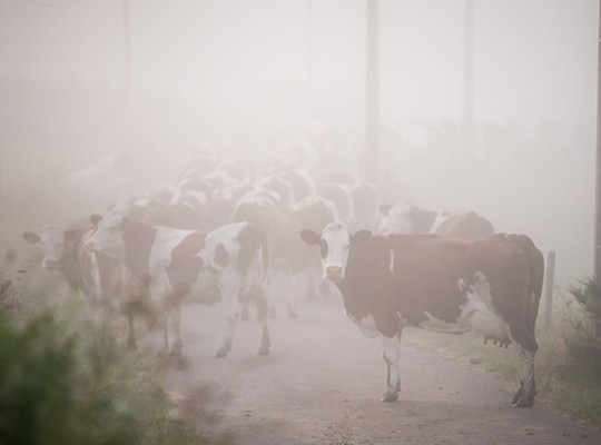 Bleu de Laqueuille et fourme d'Ambert AOP de Laqueuille - Transgourmet Origine