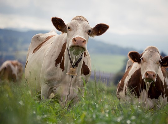 Bleu de Laqueuille et fourme d'Ambert AOP de Laqueuille - Transgourmet Origine