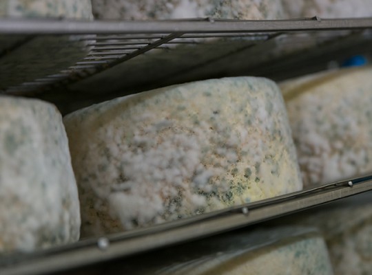 Bleu de Laqueuille et fourme d'Ambert AOP de Laqueuille - Transgourmet Origine
