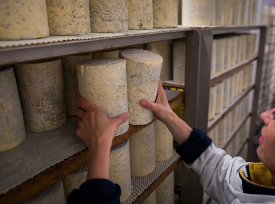 Bleu de Laqueuille et fourme d'Ambert AOP de Laqueuille - Transgourmet Origine