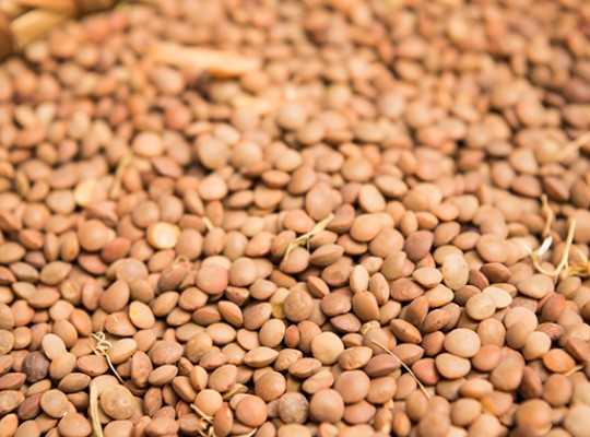 Lentilles Blondes de Saint-Flour - Transgourmet Origine