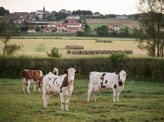 Cantal AOP d'Auvergne - Transgourmet Origine