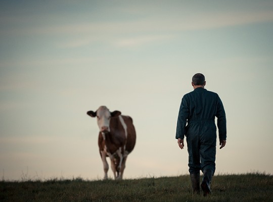 Cantal AOP d'Auvergne - Transgourmet Origine