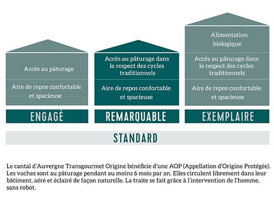 Cantal AOP d'Auvergne - Transgourmet Origine