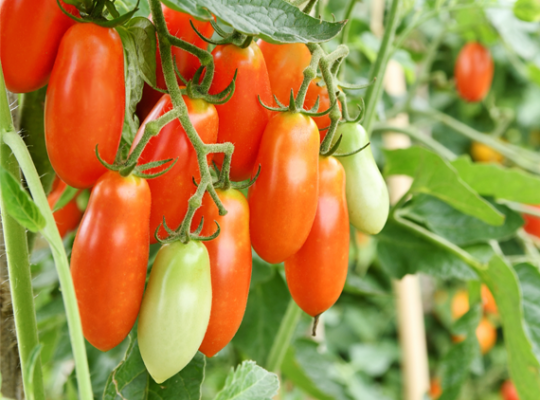 Le retour de la tomate locale de plein champ !