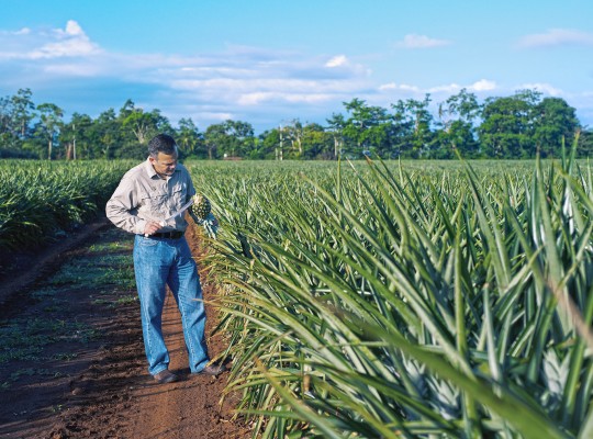 Ananas du Costa Rica - Transgourmet Origine