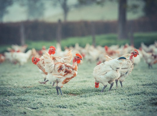 Poulet fermier Prince de Bourgogne IGP Label Rouge - Transgourmet Origine
