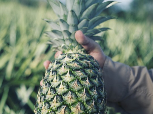 Ananas du Costa Rica - Transgourmet Origine