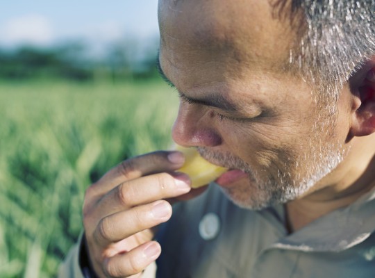 Ananas du Costa Rica - Transgourmet Origine