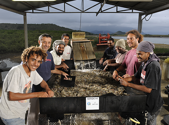Transgourmet - Transgourmet Origine, les gambas bleues des lagons de Nouvelle-Calédonie