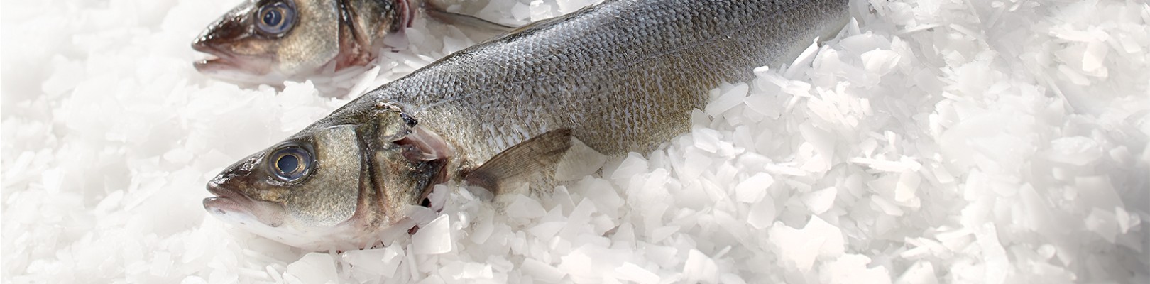 Ateliers de filetage Transgourmet Seafood