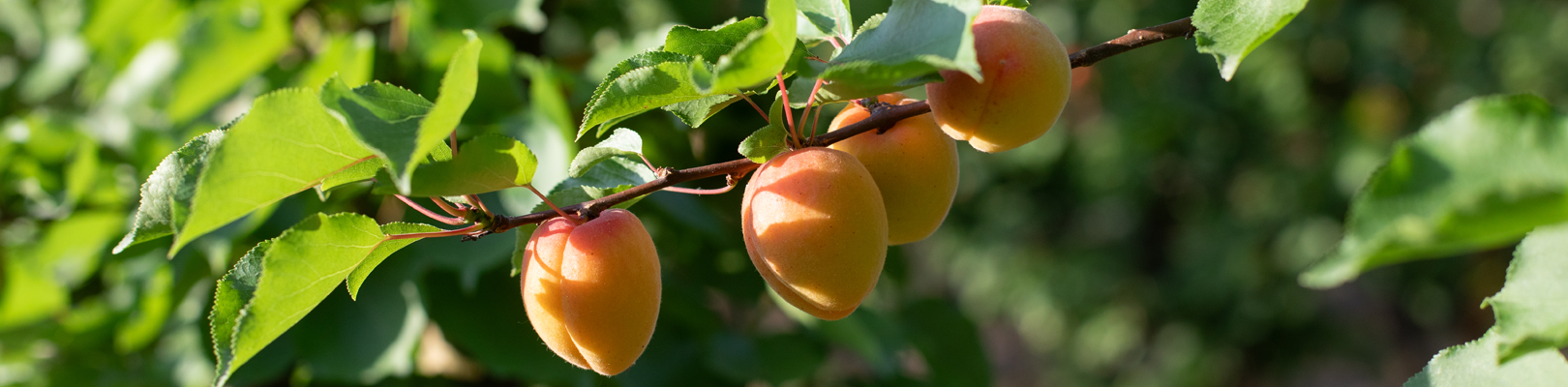 Abricots et cerises de Provence-Alpes-Côte d'Azur