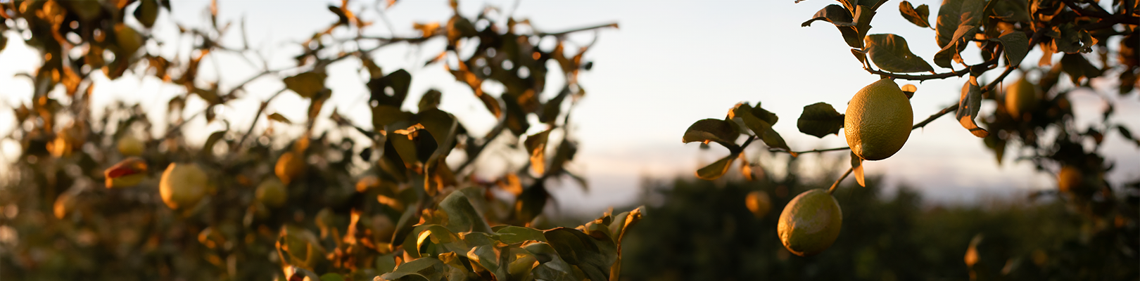 LES CITRONS BIODYNAMIQUES D'ANDALOUSIE