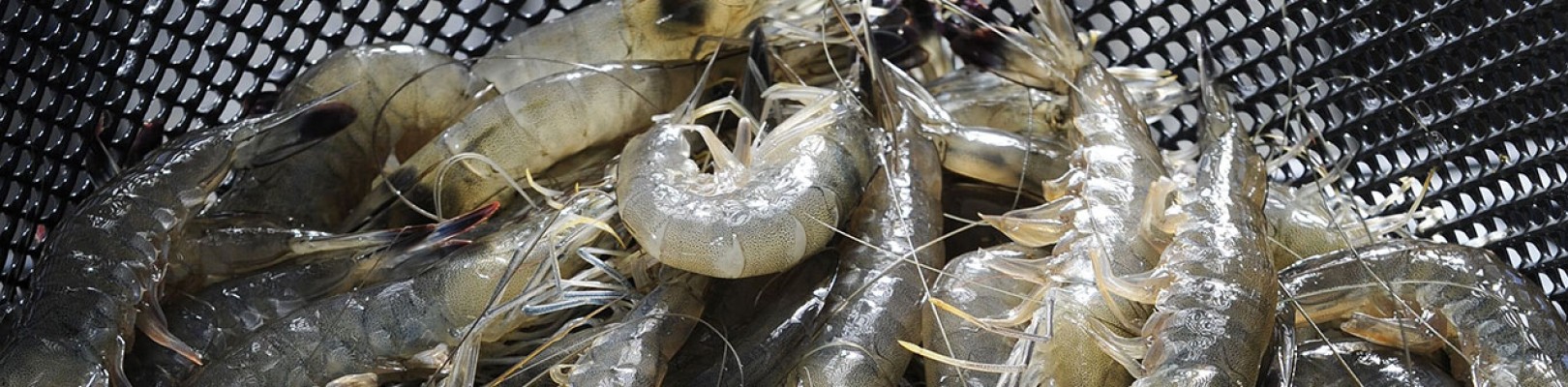 Les gambas bleues des lagons de Nouvelle-Calédonie Les gambas bleues des lagons de Nouvelle-Calédonie