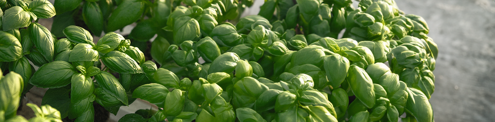 Les herbes aromatiques de Provence