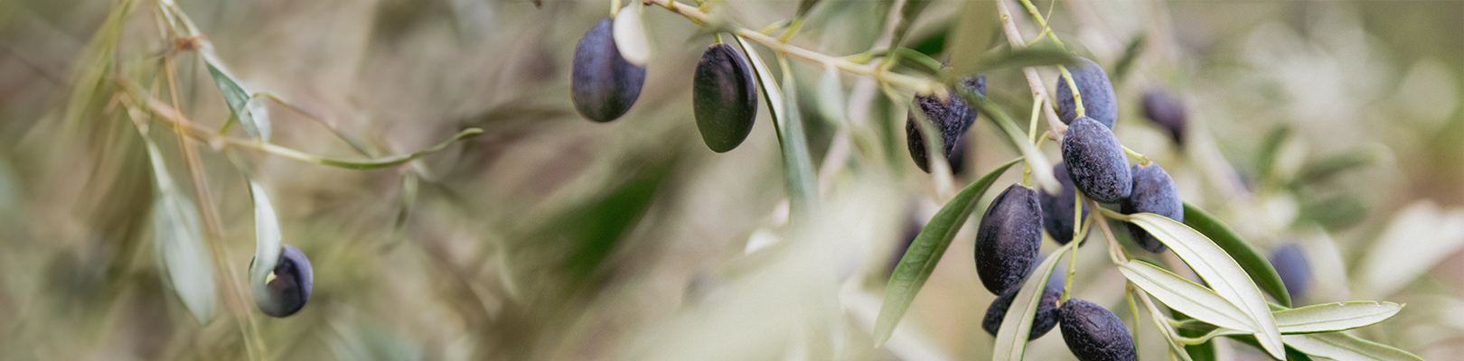 L'huile d'olive de la vallée ensoleillée du Roussillon L'huile d'olive de la vallée ensoleillée du Roussillon