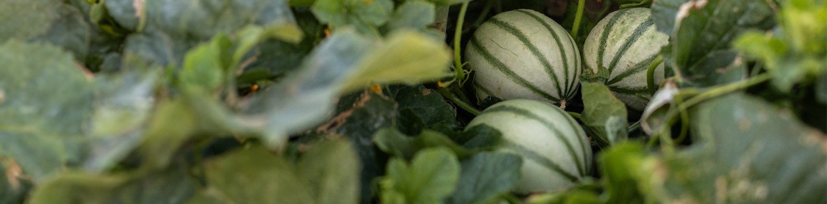 Les melons de Cavaillon et les fraises de Carpentras Les melons de Cavaillon et les fraises de Carpentras