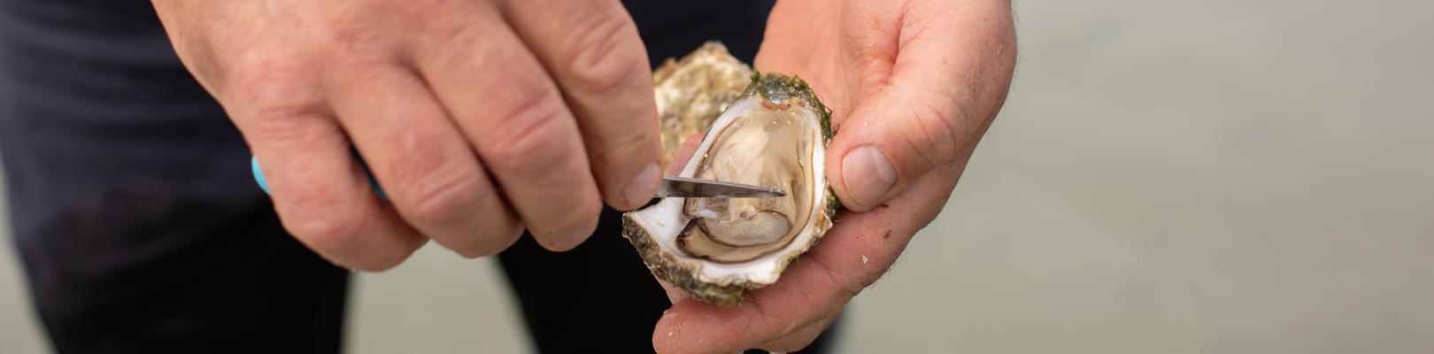 Les moules et huîtres de Gouville-sur-Mer