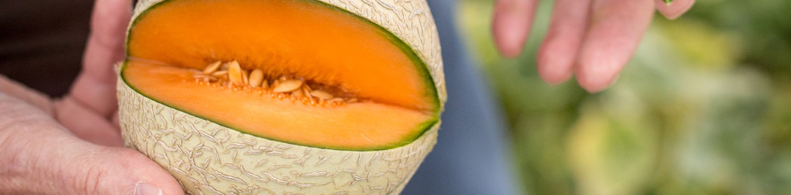 MELON CHARENTAIS IGP DU HAUT POITOU MELON CHARENTAIS IGP DU HAUT POITOU