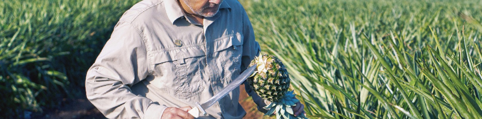 ANANAS DU COSTA RICA ANANAS DU COSTA RICA