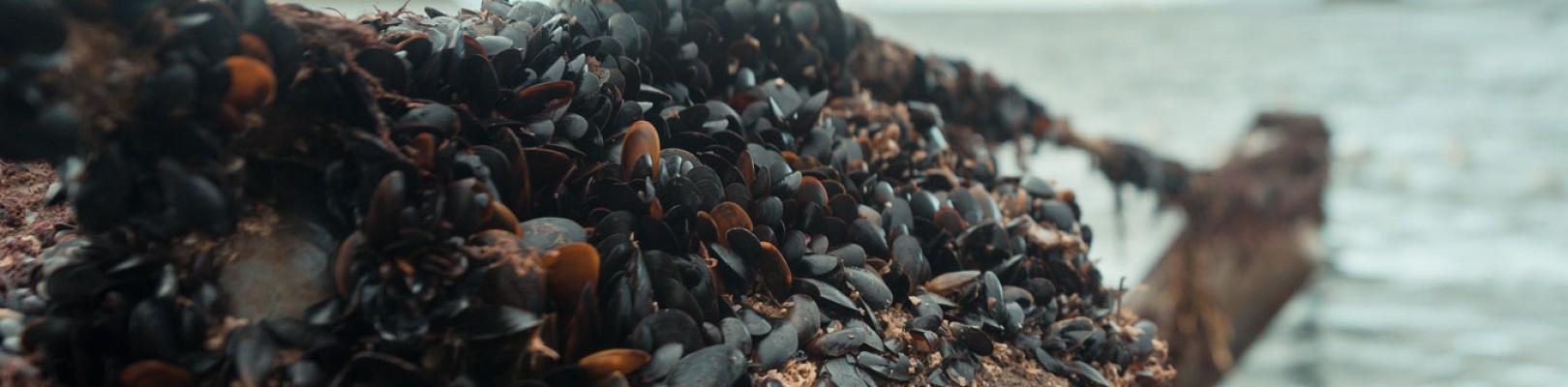 MOULES BIO D'IRLANDE DE LA FAMILLE MULLOY MOULES BIO D'IRLANDE DE LA FAMILLE MULLOY