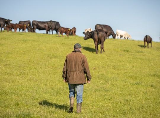 Aberdeen Angus de la région de l’Aberdeenshire et des Highlands - Transgourmet Origine