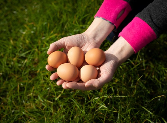 Œufs plein air du Maine Label Rouge - Transgourmet Origine